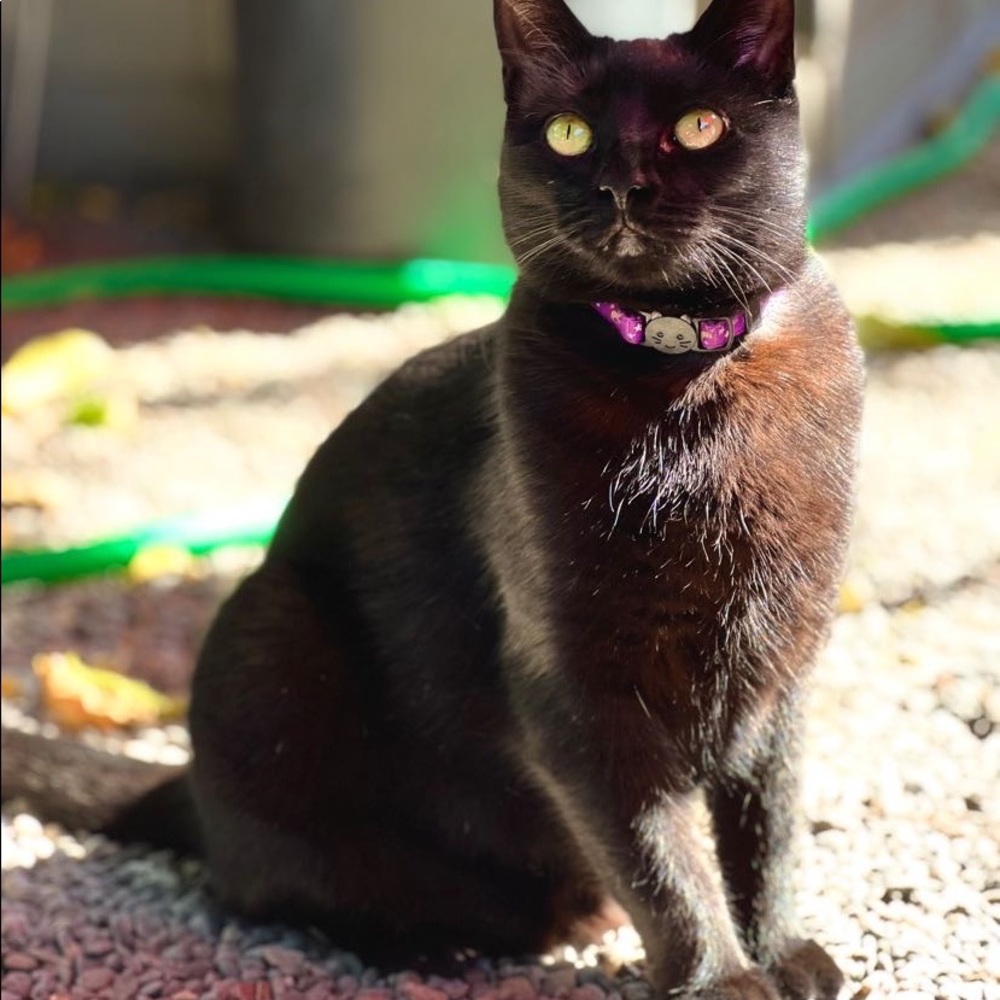🐈‍⬛🌸 Meet your Posher, Jamie 🌼🐾
